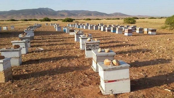 المغرب يحقق في ظاهرة الاختفاء الجماعي للنحل