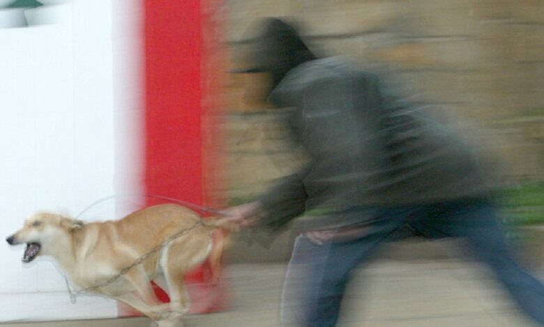 محافظة دمشق تبدأ العمل بآلية تسجيل الكلاب