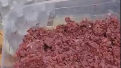 فيديو يثير ضجة في مصر.. "لحم مصنوع من كراتين البيض !"