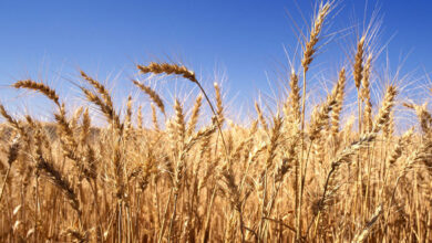 هل يلجأ المجتمع الدولي لزراعة القمح في سوريا لتأمين احتياجات الدول العربية؟