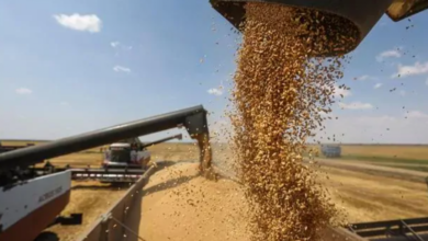 السورية للحبوب: مخزون القمح يكفي لبداية العام القادم