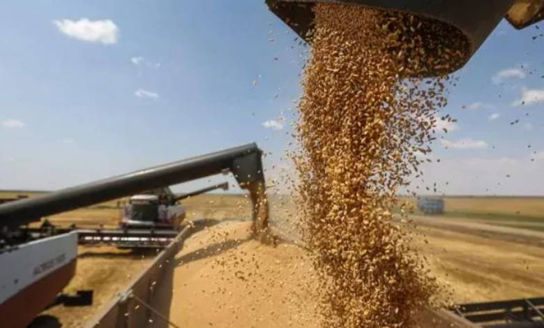 السورية للحبوب: مخزون القمح يكفي لبداية العام القادم