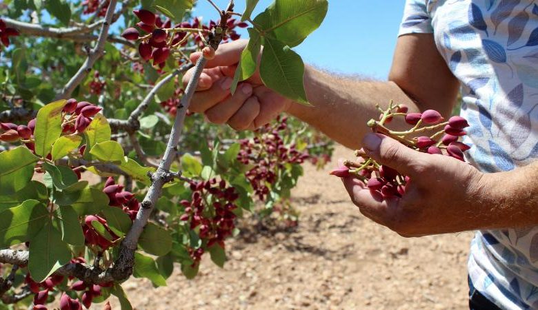 تراجع إنتاج الفستق الحلبي في سوريا