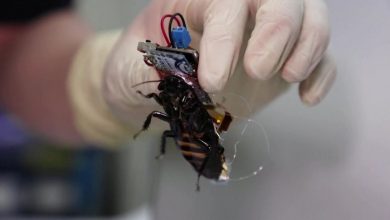 اليابان تستعين بـ "صراصير" للبجث عن ناجين في الكوارث