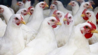 إعدام 3 ملايين دجاجة في مزرعة أمريكية