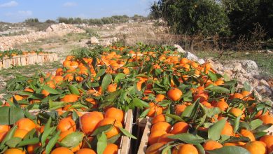 «كارثة» ستطال مزارعي الحمضيات في اللاذقية!