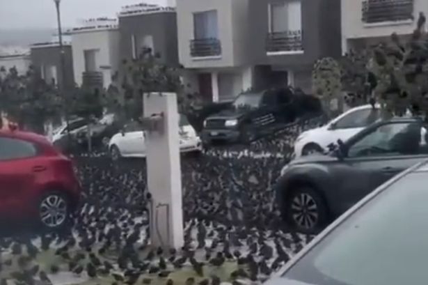 "ظاهرة غريبة".. آلاف الطيور تجتاح الشوارع في المكسيك