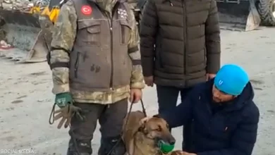 الكلبة "سيلا" عثرت على 12 شخصاً تحت الأنقاض في تركيا