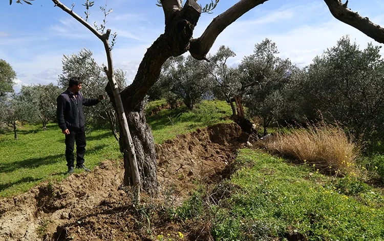 تركيا: الزلزال يشطر شجرة زيتون إلى نصفين