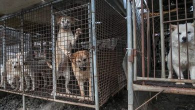 ضربة لـ"آكلي الكلاب" في كوريا الجنوبية