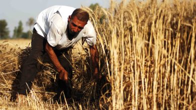 الأمطار تنعش المحاصيل في اللاذقية.. 220% نسبة زراعة القمح هذا العام !