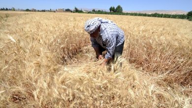 في درعا.. حال محصول القمح مجهول المصير