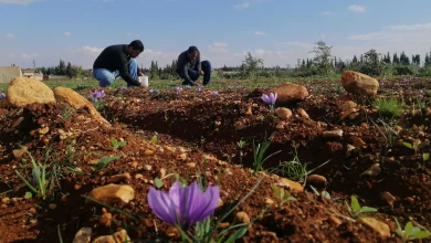 لأول مرة في الساحل السوري.. النجاح في زراعة نبتة "الزعفران" !