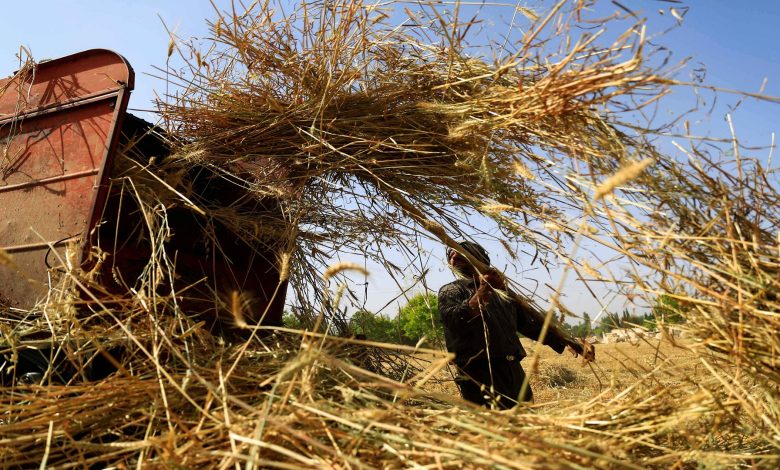 مجلس الوزراء السوري يحّدد سعر شراء القمح والشعير من الفلاحين