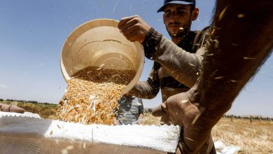 السعر لا يوازي الجهد.. رئيس اتحاد الفلاحين في سوريا يعلق على تسعيرة القمح