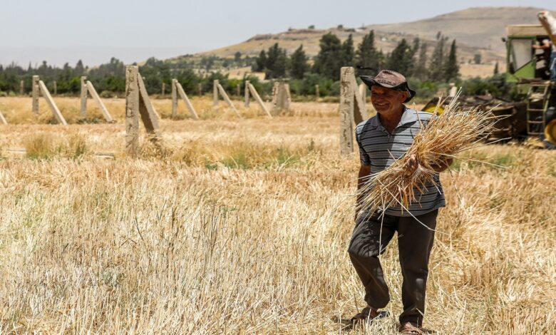 1000 هكتار.. بدء عمليات حصاد القمح في الجزيرة السورية