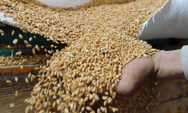 رغم المقاطعة الغربيّة.. روسيا تزيد صادراتها من الحبوب