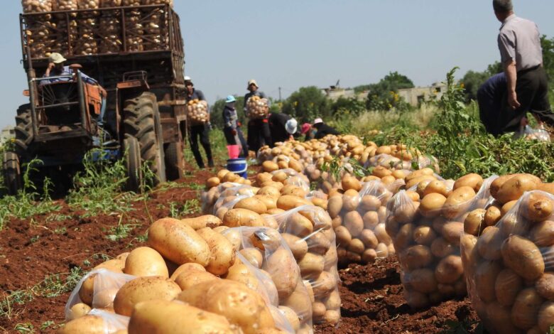 أسعار البطاطا ستكون معقولة في سوريا.. والسبب؟!