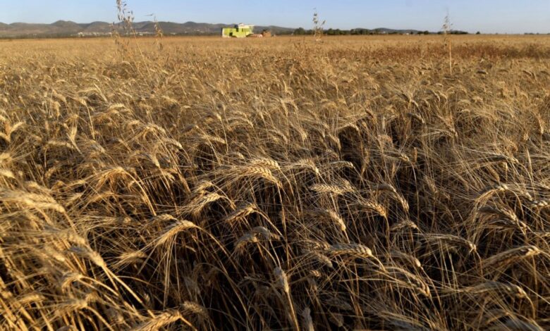تراجع محصول القمح في تونس