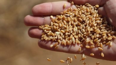 تسعيرة جديدة العام القادم..كم يبلغ إنتاج سوريا من القمح ؟!
