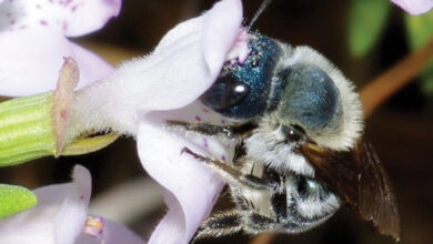 خطر انقراض النحل