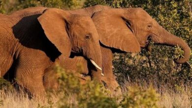 two-elephants-searching-tiger