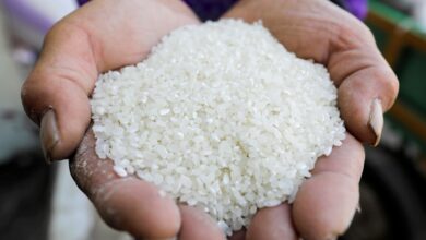 أسعار الأرز تسجل مستويات قياسية في مصر