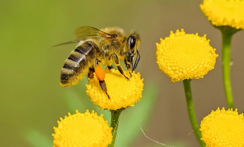 كيف تؤثر المبيدات الحشرية على عسل النحل