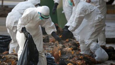 علماء يحذرون من تفشي فيروس إنفلونزا الطيور