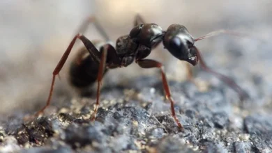 دراسة تكشف عن مواد ينتجها النمل تعالج جروحاً قاتلة
