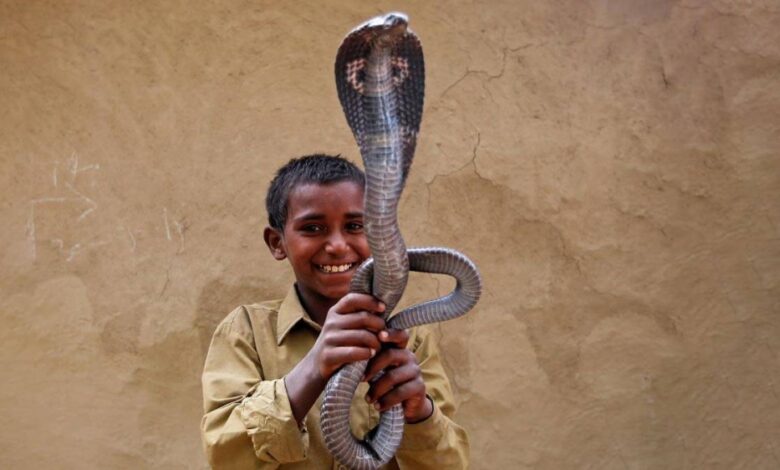 الهند.. قرية يعيش فيها البشر والثعابين تحت سقف واحد !