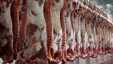 رئيس جمعية اللحامين: قرار تصدير المواشي السبب في ارتفاع أسعار اللحوم