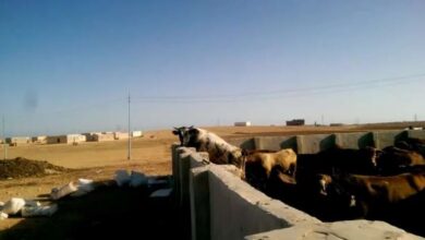 نفوق المئات من الأغنام والأبقار في ليبيا