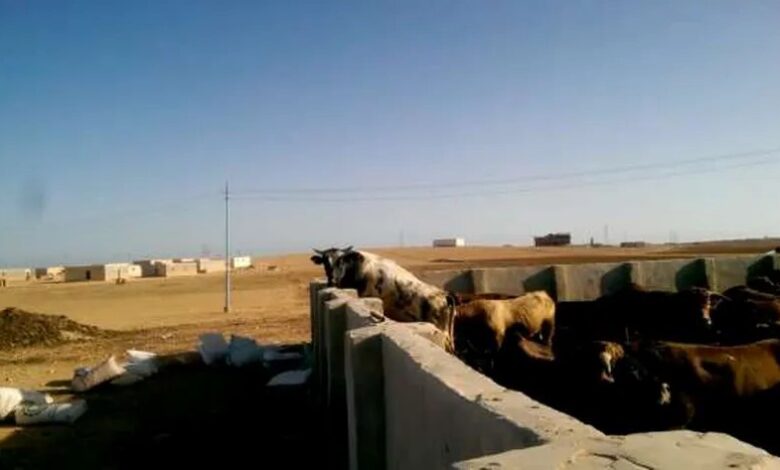 نفوق المئات من الأغنام والأبقار في ليبيا