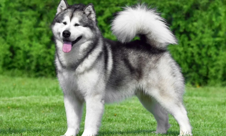 Alaskan Malamute